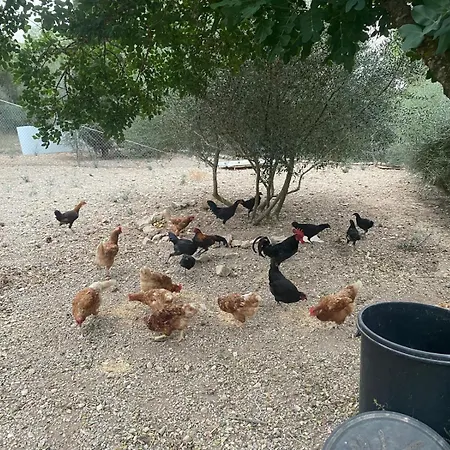 Country house Son Capella